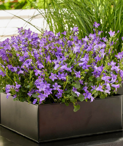 A2 living firkantet plantebakke i sort sæt m. 3 stk.