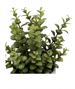 Kunstig succulent med cementpotte i grøn/grå