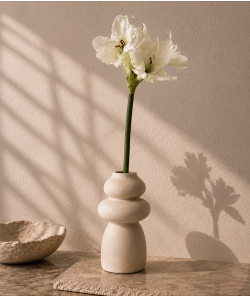 Amaryllis hvid