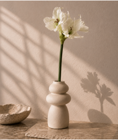 Amaryllis hvid