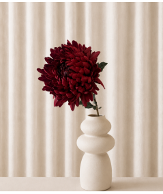 Chrysanthemum rød