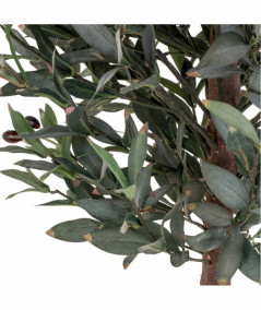 Oliventræ